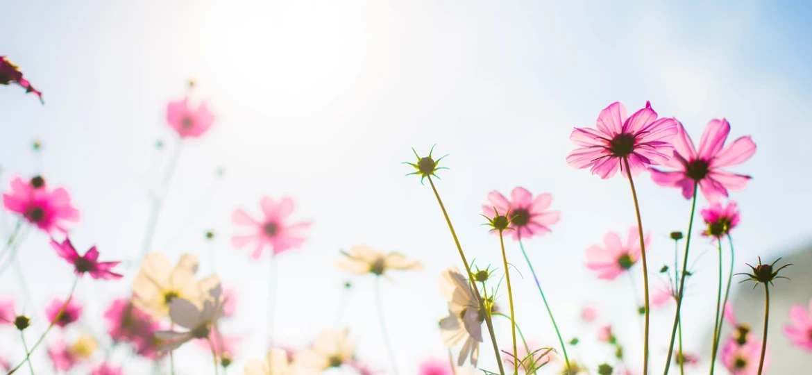 primavera-alcala-de-henares (Demo)