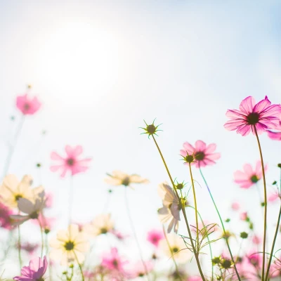 primavera-alcala-de-henares (Demo)